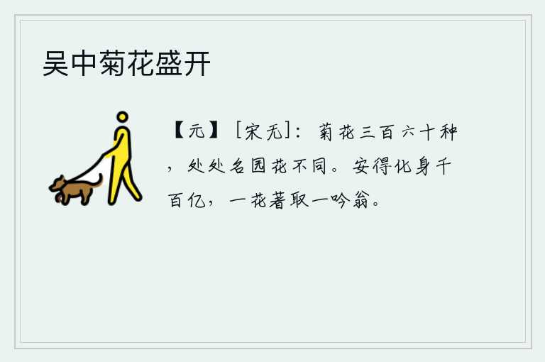 吴中菊花盛开
